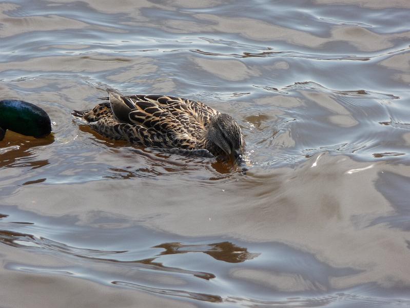 Ducks eating.JPG